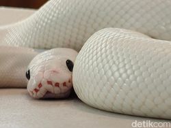 Ini Hasil Foto Kamera Oppo Find X8 Pro, Segera Hadir di RI