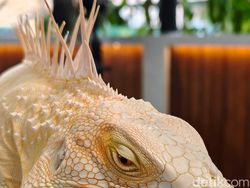 Ini Hasil Foto Kamera Oppo Find X8 Pro, Segera Hadir di RI