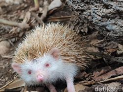 Ini Hasil Foto Kamera Oppo Find X8 Pro, Segera Hadir di RI