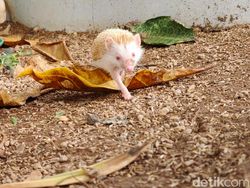 Ini Hasil Foto Kamera Oppo Find X8 Pro, Segera Hadir di RI