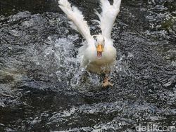 Ini Hasil Foto Kamera Oppo Find X8 Pro, Segera Hadir di RI