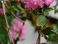 Ini Hasil Foto Kamera Oppo Find X8 Pro, Segera Hadir di RI