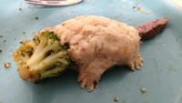 Ada landak di atas piring! Bedanya landak ini tak tajam, justru terbuat dari mashed potato, brokoli, dan sepotong sisa steak. Foto: Bored Panda