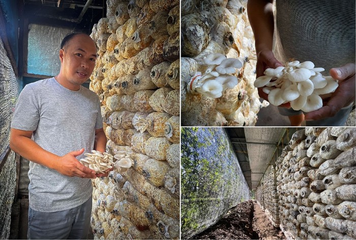 petani jamur sukses di Manila, Filipina