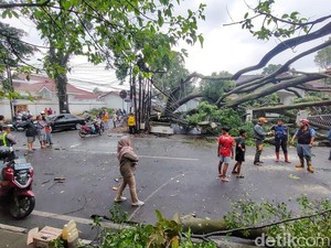 Pohon Raksasa Bertumbangan di Cimahi