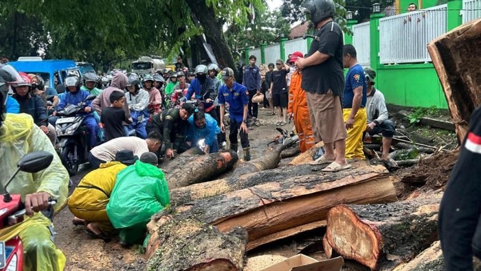 Pohon tumbang bikin akses Cileungsi-Klapanunggal tertutup