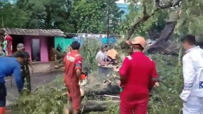 Pohon tumbang di Depok halangi jalan (Foto: Dok. istimewa)
