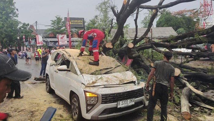 Pohon tumbang di Jakarta Timur timpa mobil (Foto: Dok. BPBD DKI Jakarta)