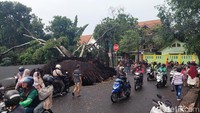 Lalu pohon tumbang juga terjadi depan Pasar Antri, Kota Cimahi. Laju kendaraan juga terhenti lantaran proses pemotongan batang pohon masih berlangsung.