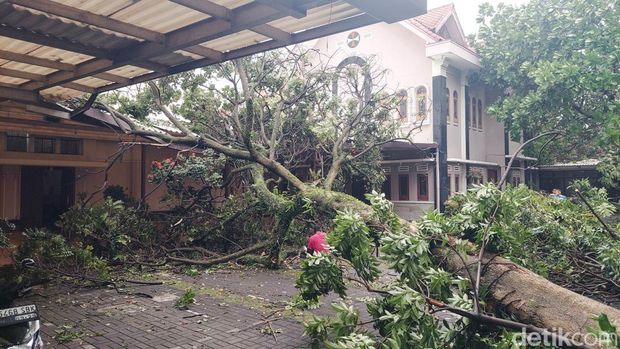Pohon ukuran besar tumbang di sejumlah titik di Kota Cimahi pada Sabtu (9/11/2024)
