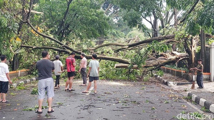Pohon ukuran besar tumbang di sejumlah titik di Kota Cimahi pada Sabtu (9/11/2024)