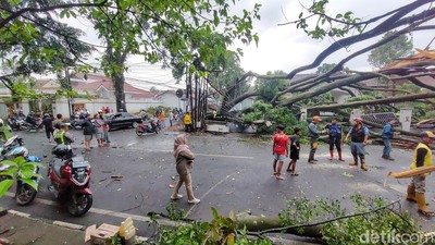 Dahsyatnya Hujan Angin Tumbangkan Banyak Pohon Raksasa di Cimahi