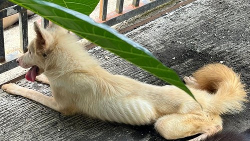 Salah satu anjing yang diselamatkan di rumah kosong Jimbaran, Badung. (tangkapan layar)