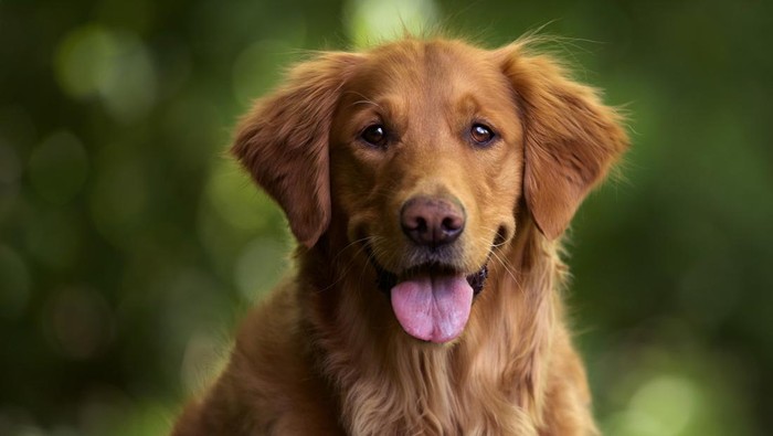 Anjing golden retriever