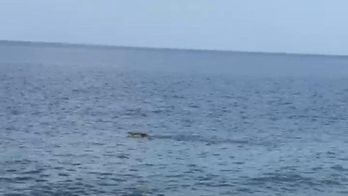 Seeokor buaya muncul di perairan Pantai Soliu, Kecamatan Amfoang Barat Laut, Kabupaten Kupang, NTT, Minggu (10/11/2024) sekitar pukul 16.00 Wita. (tangkapan layar).