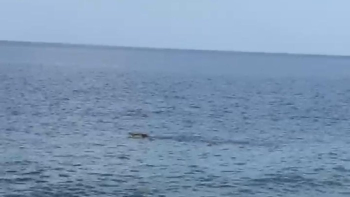 Seeokor buaya muncul di perairan Pantai Soliu, Kecamatan Amfoang Barat Laut, Kabupaten Kupang, NTT, Minggu (10/11/2024) sekitar pukul 16.00 Wita. (tangkapan layar).