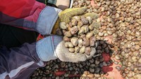 Menurut pengepul, harga biji mete turun dari Rp 21 ribu/kg menjadi Rp 15 ribu/kg. 
