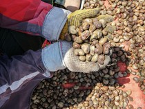 Harga Biji Mete di Kendari Turun