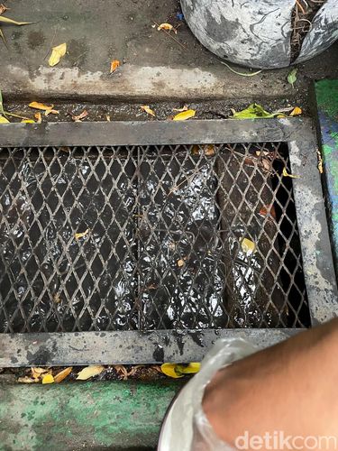 Ikan sedang makan Maggot Kering