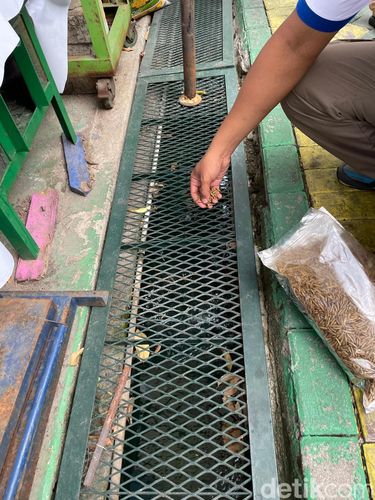 Ikan sedang makan Maggot Kering