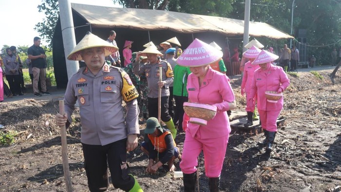 Kapolres Pasuruan AKBP Teddy bersama Bhayangkari menanam jagung