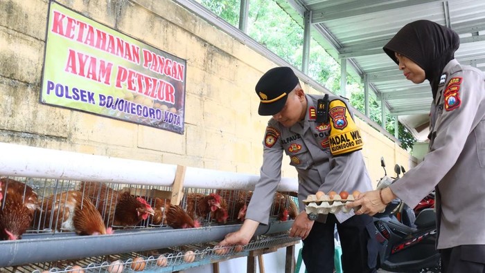 Kapolsek Bojonegoro Kota AKP Agus Elfauzi memanen telur hasil beternak ayam