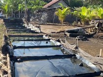 Mengenal Proses Pembuatan Garam Tradisional Khas Tianyar Karangasem
