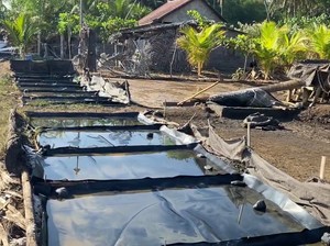 Mengenal Proses Pembuatan Garam Tradisional Khas Tianyar Karangasem