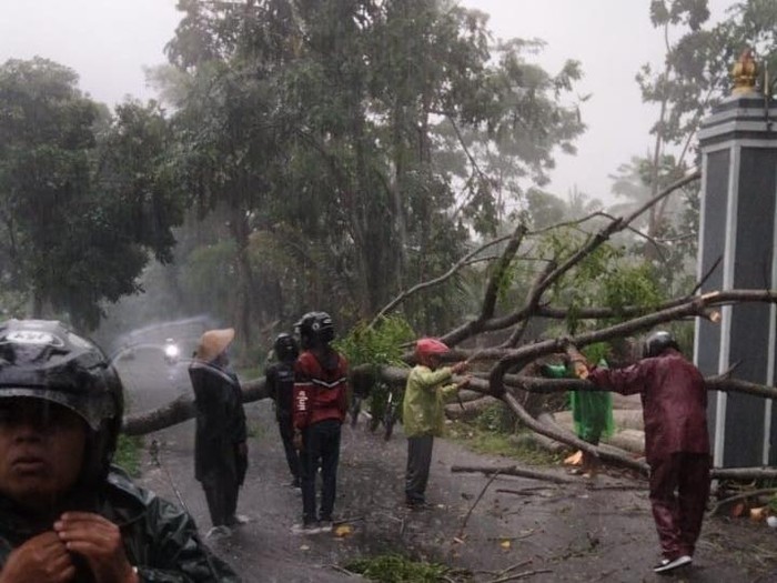 Pohon tumbang di Purwobinangun, Pakem, Sleman pascahujan lebat disertai angin kencang, Minggu (10/11/2024).