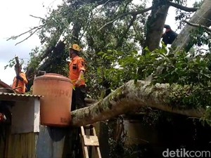 Pohon Beringin Raksasa Tumbang di Tasik Timpa Rumah Warga