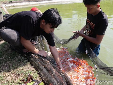 Pria di Ponorogo Raup Cuan Ratusan Juta dari Budidaya Koi