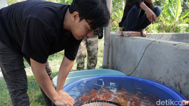 Pria di Ponorogo Raup Cuan Ratusan Juta dari Budidaya Koi