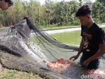 Warna-warni Ikan Koi di Ponorogo Hasilkan Ratusan Juta Setiap Bulan