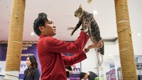 Juri asal Malaysia Mohd Hafizul sedang menilai kucing peserta kontes Catopia Carnival International Fun Cat Show Volume II.  