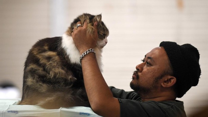 Kontes kucing digelar di Samarinda, Kaltim. Kontes itu melombakan delapan kategori yang mengutamakan penilaian kesehatan, keindahan, dan anatomi tubuh kucing.