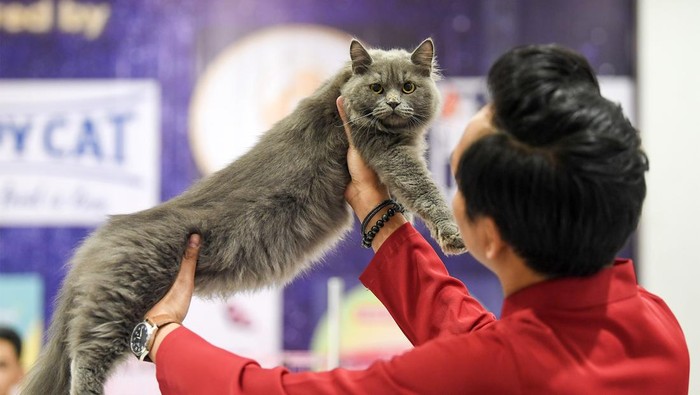 Kontes kucing digelar di Samarinda, Kaltim. Kontes itu melombakan delapan kategori yang mengutamakan penilaian kesehatan, keindahan, dan anatomi tubuh kucing.