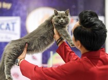 Puluhan Kucing Adu Sehat di Samarinda