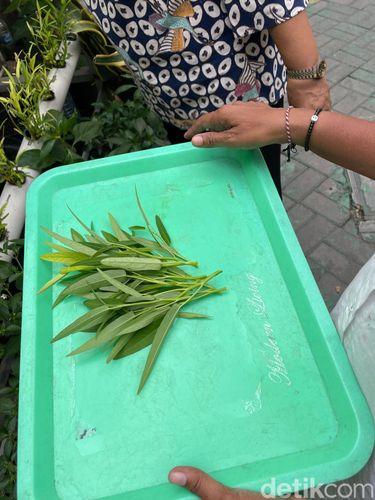 Ragam Tanaman di Oase Ondomahen