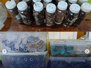 Impor Ilegal Motor Bekas-Kelabang Digagalkan, Uang Negara Rp 5,1 M Selamat
