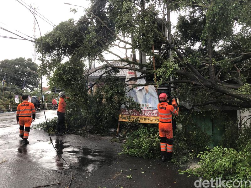 BPBD mengatasi pohon-pohon tumbang akibat cuaca ekstrem, 9 dan 10 November 2024. (BPBD Kota Bogor)