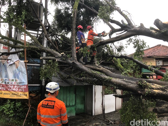 BPBD mengatasi pohon-pohon tumbang akibat cuaca ekstrem, 9 dan 10 November 2024. (BPBD Kota Bogor)