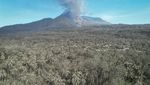 Debu Vulkanis Erupsi Lewotobi Selimuti Pemukiman dan Perkebunan