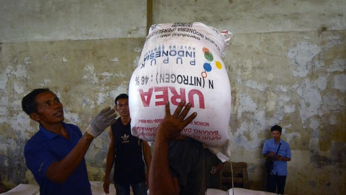 Pekerja mengangkut pupuk urea di gudang Lini 2 Campang Jaya, Sukabumi, Bandar Lampung, Lampung, Senin (11/11/2024). Wakil Direktur Utama Pupuk Indonesia Gusrizal mengatakan ketersediaan pupuk subsidi di seluruh Indonesia saat ini sebanyak 1,2 juta ton yang merupakan ketentuan minimum sesuai dengan peraturan Menteri Perdagangan. ANTARA FOTO/Ardiansyah/nym.