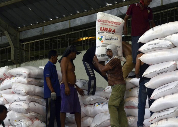 Pekerja mengangkut pupuk urea di gudang Lini 2 Campang Jaya, Sukabumi, Bandar Lampung, Lampung, Senin (11/11/2024). Wakil Direktur Utama Pupuk Indonesia Gusrizal mengatakan ketersediaan pupuk subsidi di seluruh Indonesia saat ini sebanyak 1,2 juta ton yang merupakan ketentuan minimum sesuai dengan peraturan Menteri Perdagangan. ANTARA FOTO/Ardiansyah/nym.