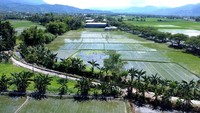 Badan Pusat Statistik (BPS) Provinsi Gorontalo memperkirakan luas panen padi pada 2024 sekitar 46,23 ribu hektare, sedangkan luas panen padi di 2023 yang sebesar 49,61 ribu hektare.