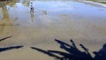 Luas Lahan Panen Padi di Gorontalo Menurun Tahun Ini