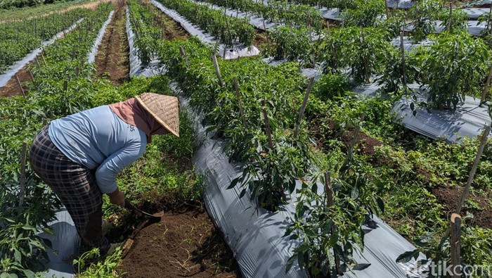 Petani cabai hijau di Pagar Alam.