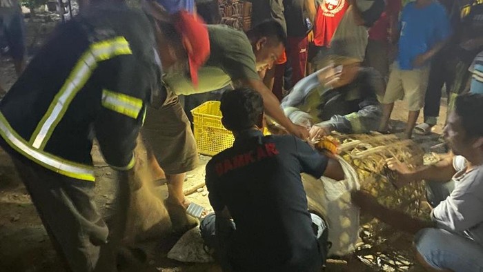 Petugas damkar Indramayu mengevakuasi monyet liar yang berhasil diamankan warga di Kecamatan Jatibarang