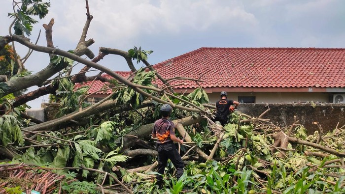 Pohon tumbang akibat hujan dan angin kencang di Bogor