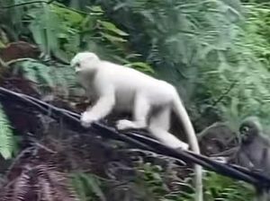 Viral, Kera Putih Muncul di Pura Pasar Agung Karangasem